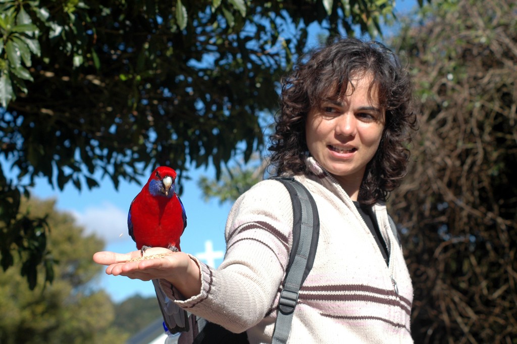 Crimson Rosella